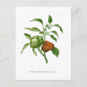 Pepper Briefkaart (Voorkant)