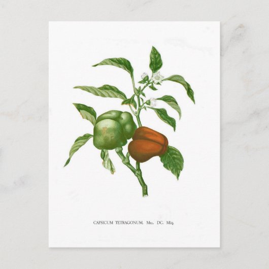 Pepper Briefkaart (Voorkant)