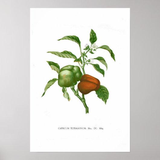 Pepper Poster (Voorkant)