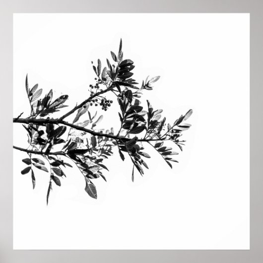 Pepper Tree Bloemen Bladeren Natuur Poster (Voorkant)