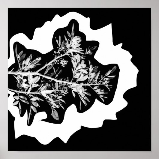 Pepper Tree Flowers laten Natuur Poster (Voorkant)