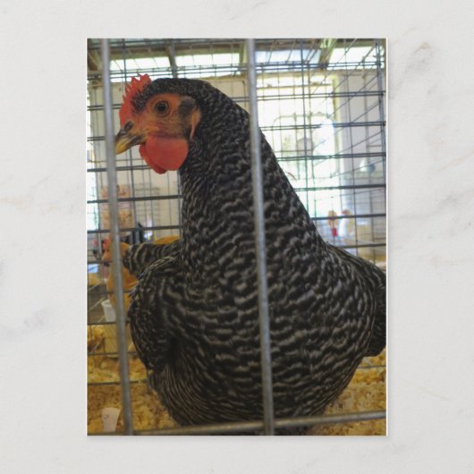 Peppered Chicken Briefkaart (Voorkant)