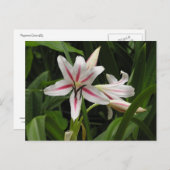 Peppermint Crinum Lily Briefkaart (Voorkant / Achterkant)