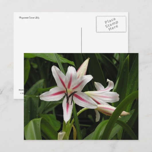 Peppermint Crinum Lily Briefkaart (Voorkant / Achterkant)