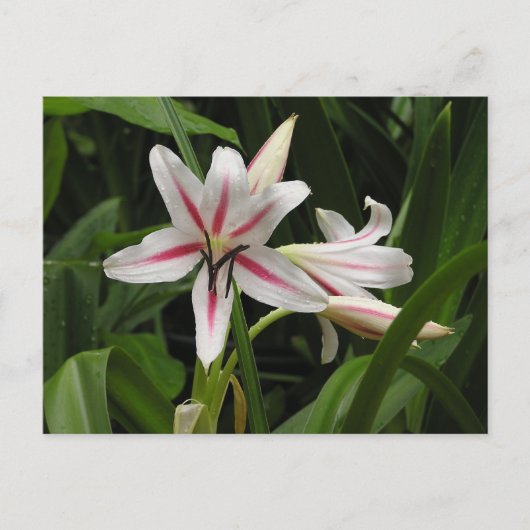 Peppermint Crinum Lily Briefkaart (Voorkant)