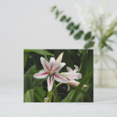 Peppermint Crinum Lily Briefkaart (Staand voorkant)