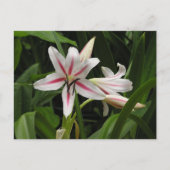 Peppermint Crinum Lily Briefkaart (Voorkant)