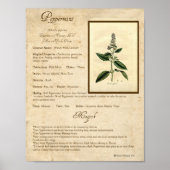 PEPPERMINT MAGICK HERB POSTER (Voorkant)