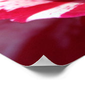 Peppermint-Roos Poster (Hoek)