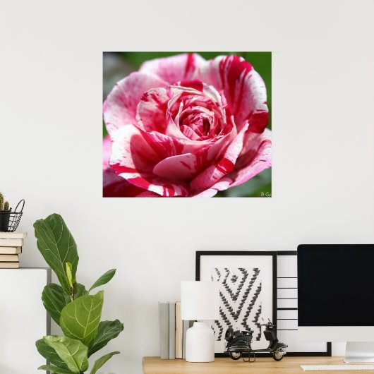 Peppermint-Roos Poster (Thuiskantoor)