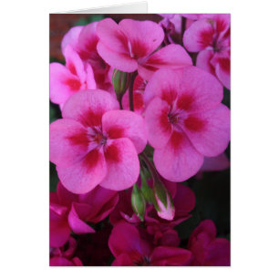Peppermint roze geranium 2