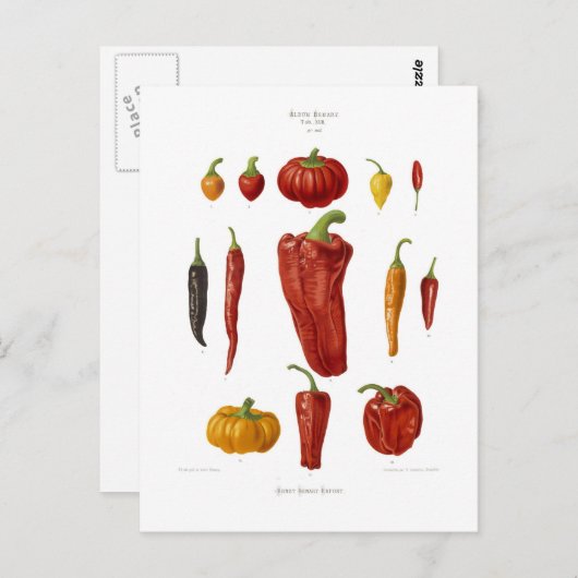 Peppers Briefkaart (Voorkant / Achterkant)