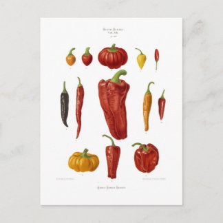 Peppers Briefkaart