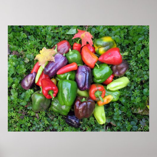 Peppers en leder poster (Voorkant)