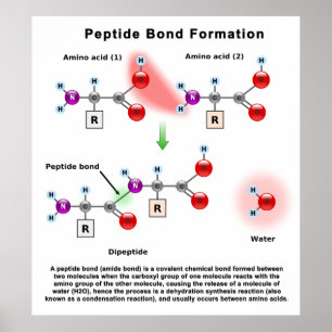 Peptid Bond Formatiediagram Poster