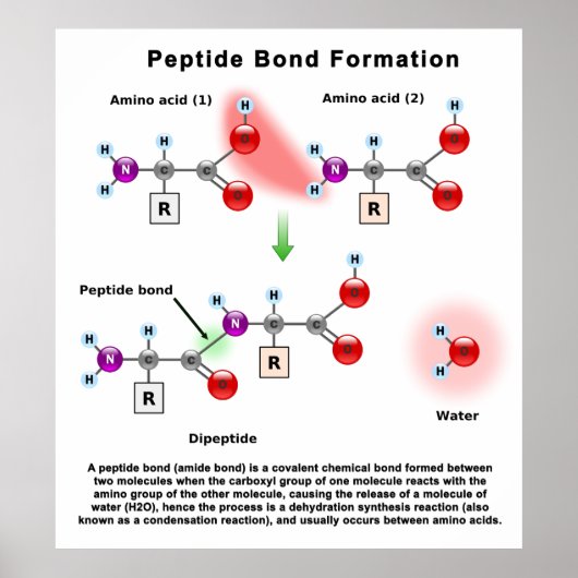 Peptid Bond Formatiediagram Poster (Voorkant)