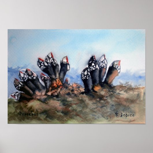 Percelen/Barnacles Poster (Voorkant)