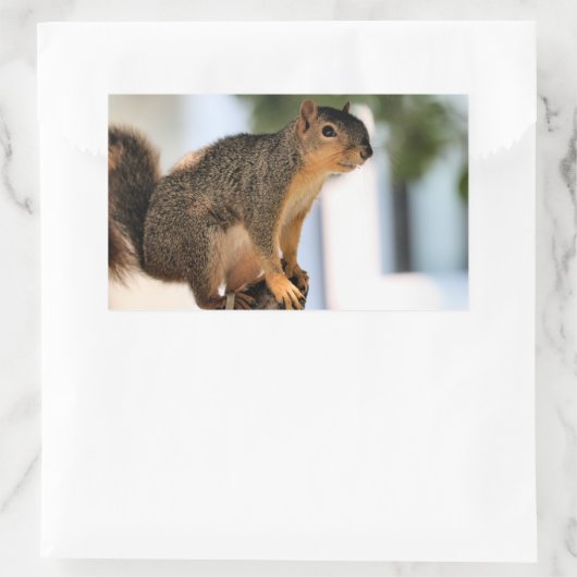 Perch Rechthoekige Sticker (Tas)