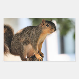 Perch Rechthoekige Sticker