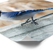 Perched Blue Jay Poster (Hoek)