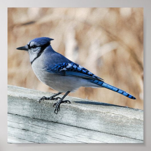 Perched Blue Jay Poster (Voorkant)