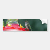 Perched Hummingbird Bumpersticker (Voorkant)