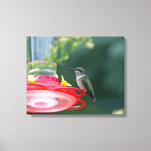 Perched Hummingbird Canvas Afdruk