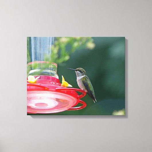 Perched Hummingbird Canvas Afdruk (Voorkant)