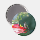Perched Hummingbird Magneet (Voorkant / Achterkant)