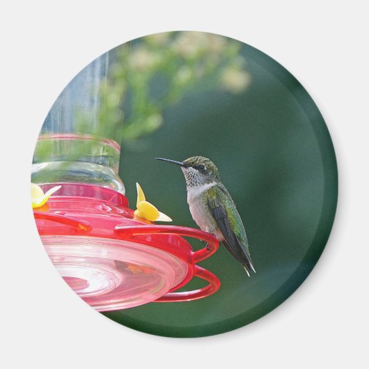 Perched Hummingbird Magneet (Voorkant)