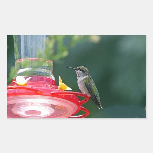 Perched Hummingbird Rechthoekige Sticker (Voorkant)