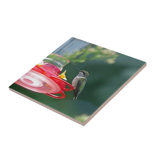 Perched Hummingbird Tegeltje (Zijkant)