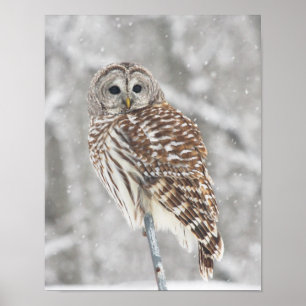 Perched Owl - Poster