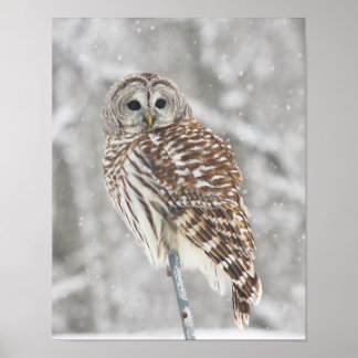 Perched Owl - Poster