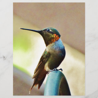 Perched Ruby en Green Little Hummingbird