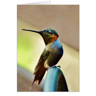 Perched Ruby en Green Little Hummingbird