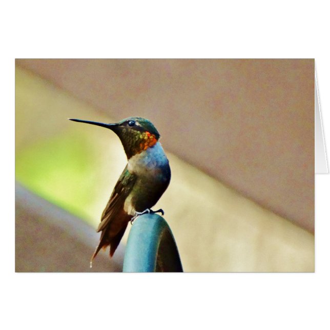 Perched Ruby en Green Little Hummingbird (Voorkant Horizontaal)