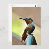 Perched Ruby en Green Little Hummingbird Briefkaart (Voorkant / Achterkant)