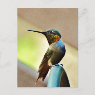 Perched Ruby en Green Little Hummingbird Briefkaart