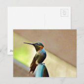 Perched Ruby en Green Little Hummingbird Briefkaart (Voorkant / Achterkant)