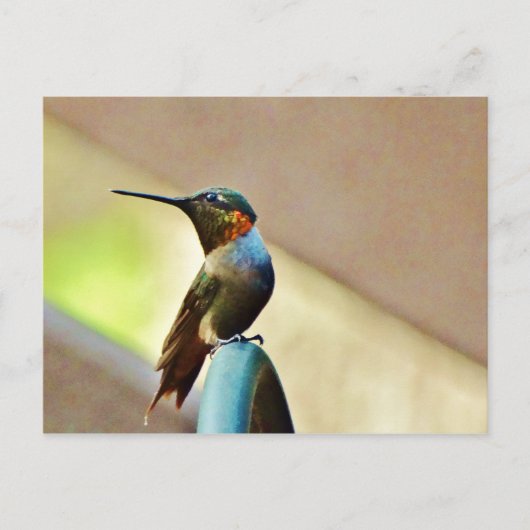 Perched Ruby en Green Little Hummingbird Briefkaart (Voorkant)
