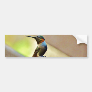 Perched Ruby en Green Little Hummingbird Bumpersticker