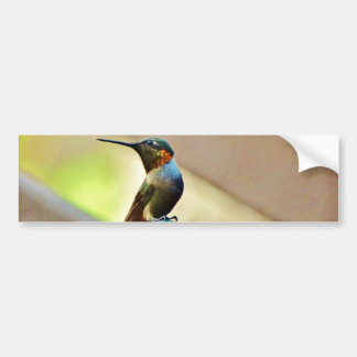 Perched Ruby en Green Little Hummingbird Bumpersticker