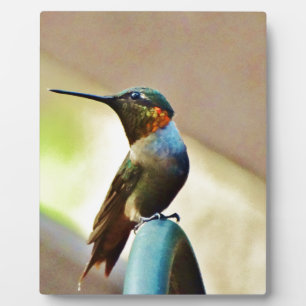 Perched Ruby en Green Little Hummingbird Fotoplaat