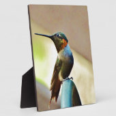 Perched Ruby en Green Little Hummingbird Fotoplaat (Zijkant)