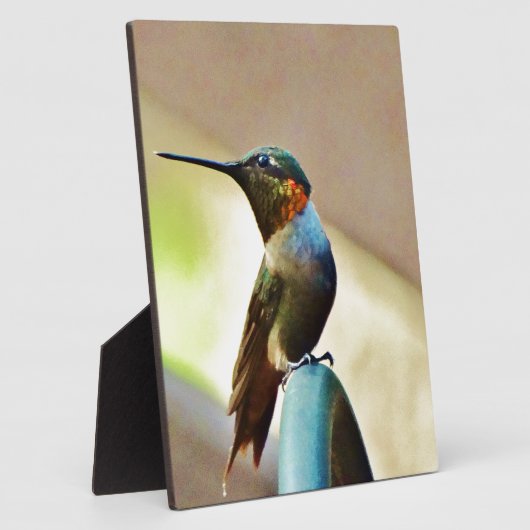 Perched Ruby en Green Little Hummingbird Fotoplaat (Zijkant)