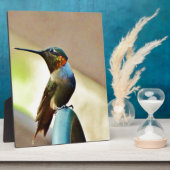 Perched Ruby en Green Little Hummingbird Fotoplaat (Zijkant)