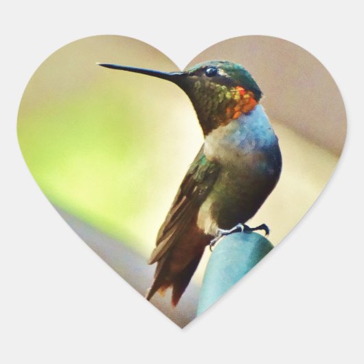 Perched Ruby en Green Little Hummingbird Hart Sticker (Voorkant)
