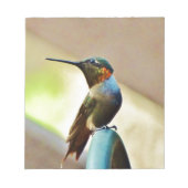 Perched Ruby en Green Little Hummingbird Notitieblok (Voorkant)