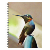 Perched Ruby en Green Little Hummingbird Notitieboek (Voorkant)